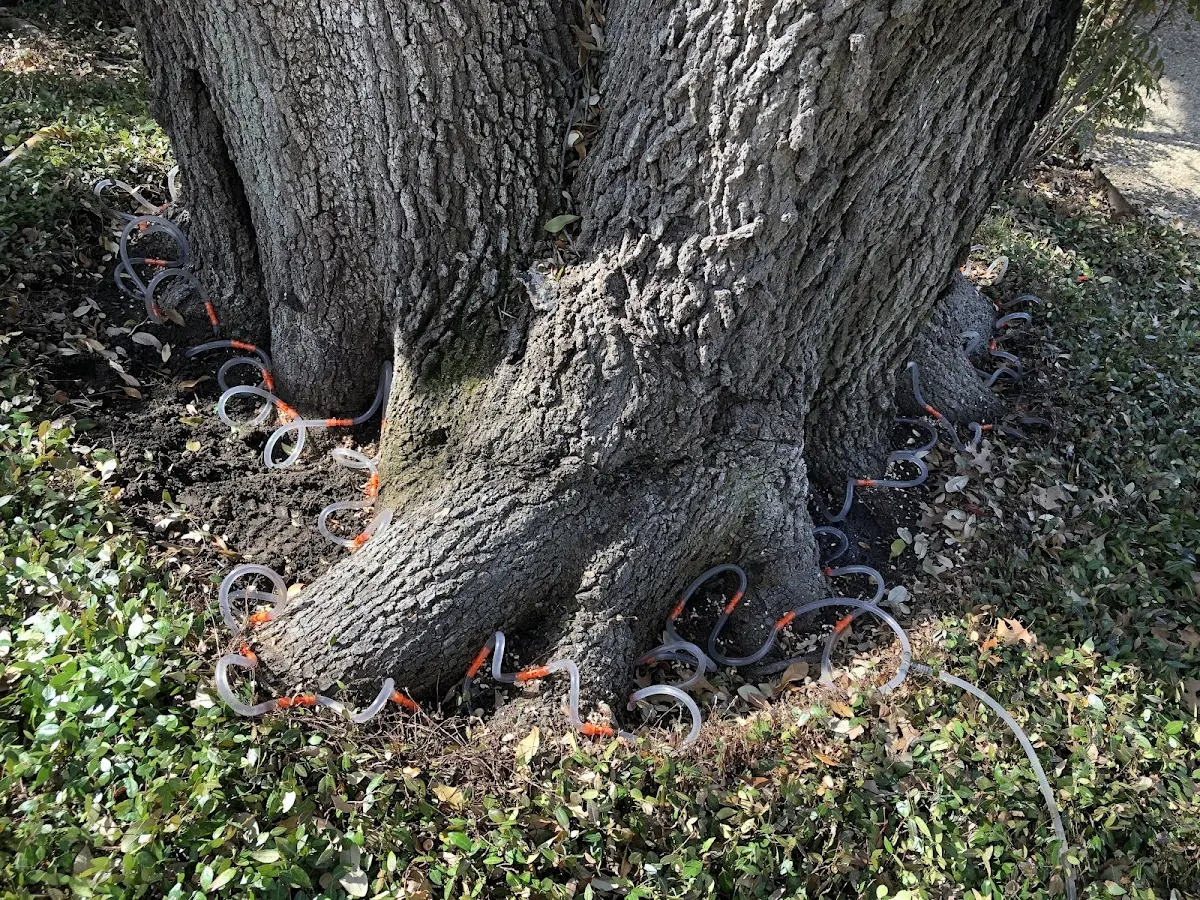 Detailed Tree Cabling and Bracing job site in Nephi